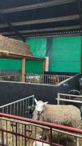 Ground protection mat 300x100x1.2cm - HD - WH - photos 3